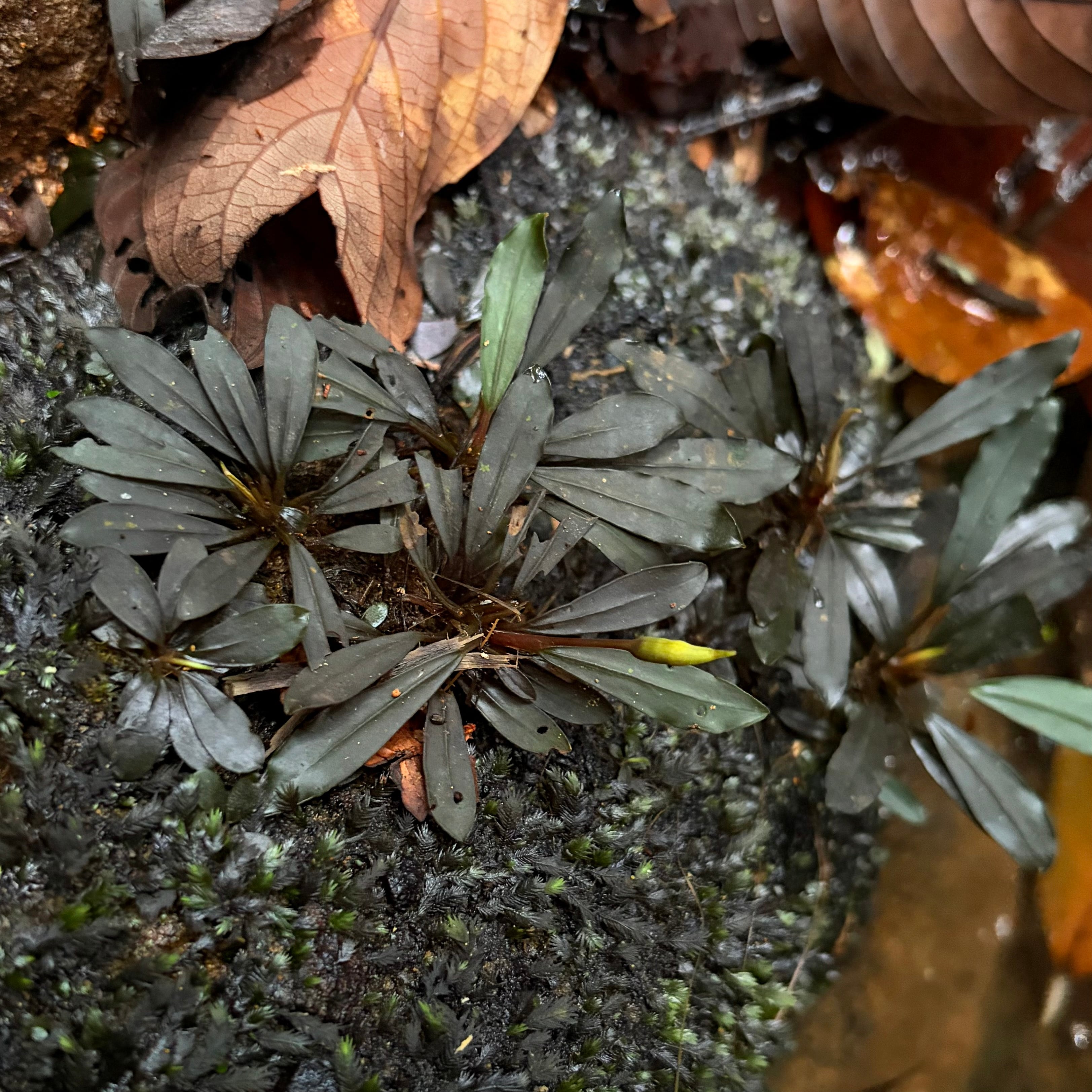Bucephalandra ブセファランドラ | 熱帯雨林植物専門店 トイ吉園芸