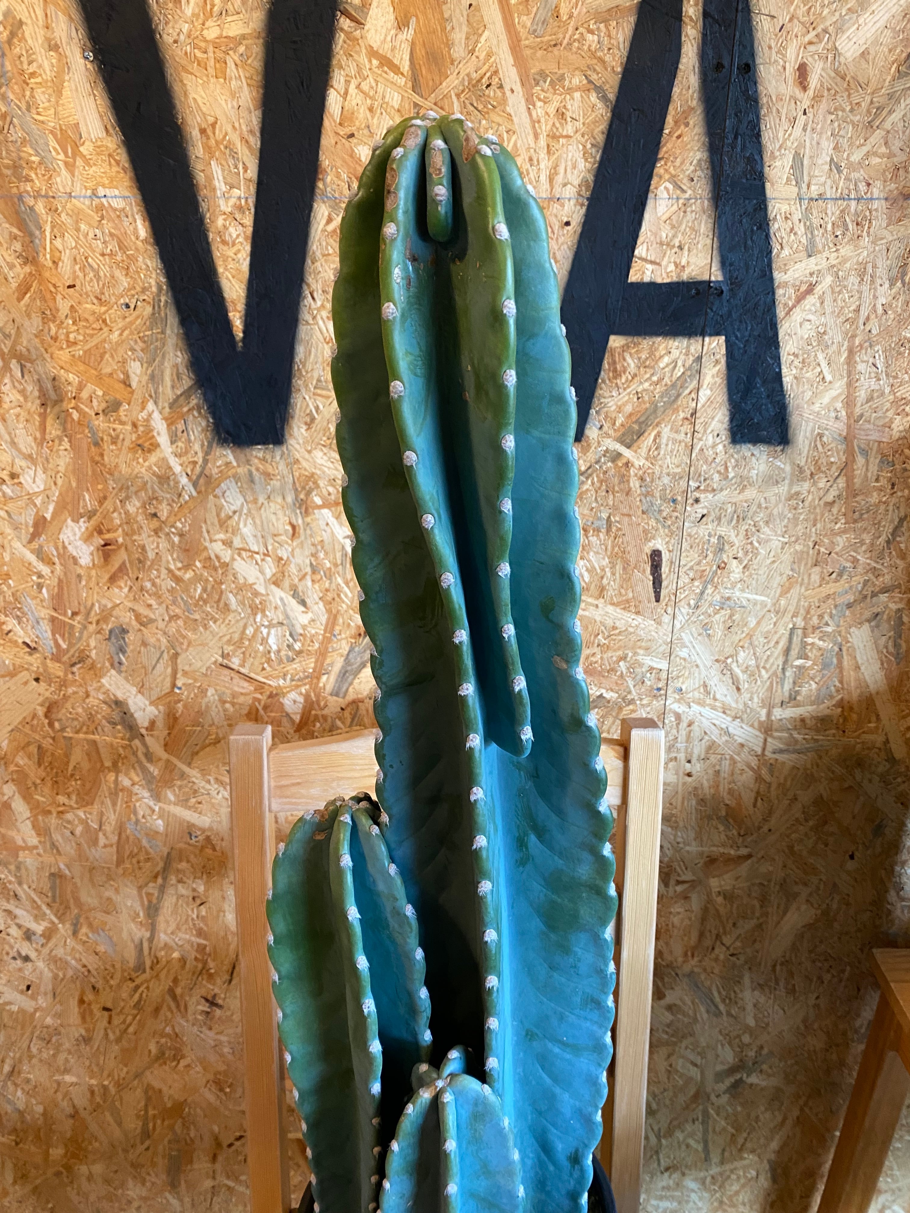 柱サボテン H70cm W15cm 口径15cm | Garden Varejo