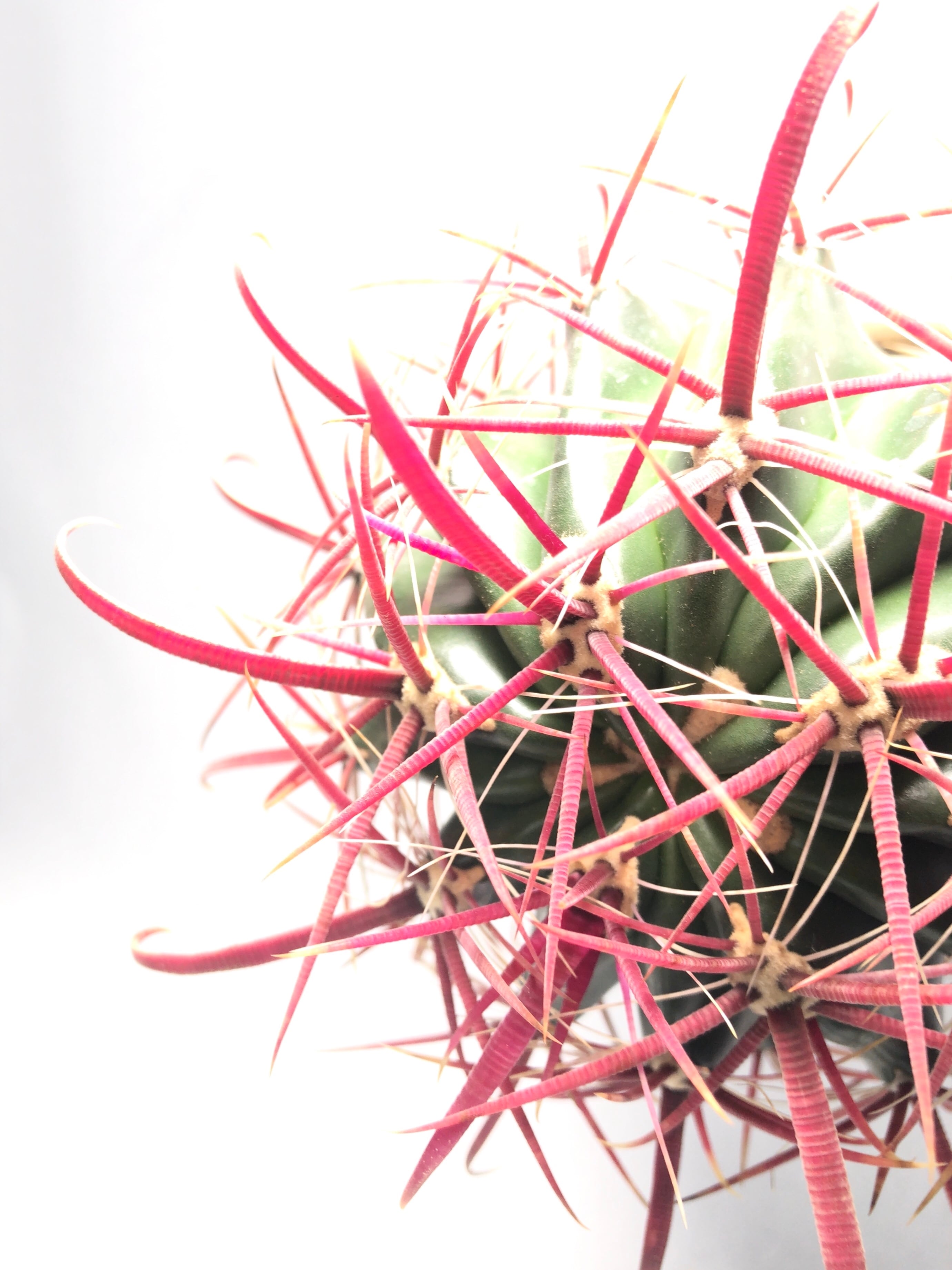 【現品】サボテン・フェロカクタス　刈穂玉 かりほぎょく　カリホギョク　７号　A8 サボテン：フェロカクタス 刈穂玉*かりほぎょく 幅10cm 現品