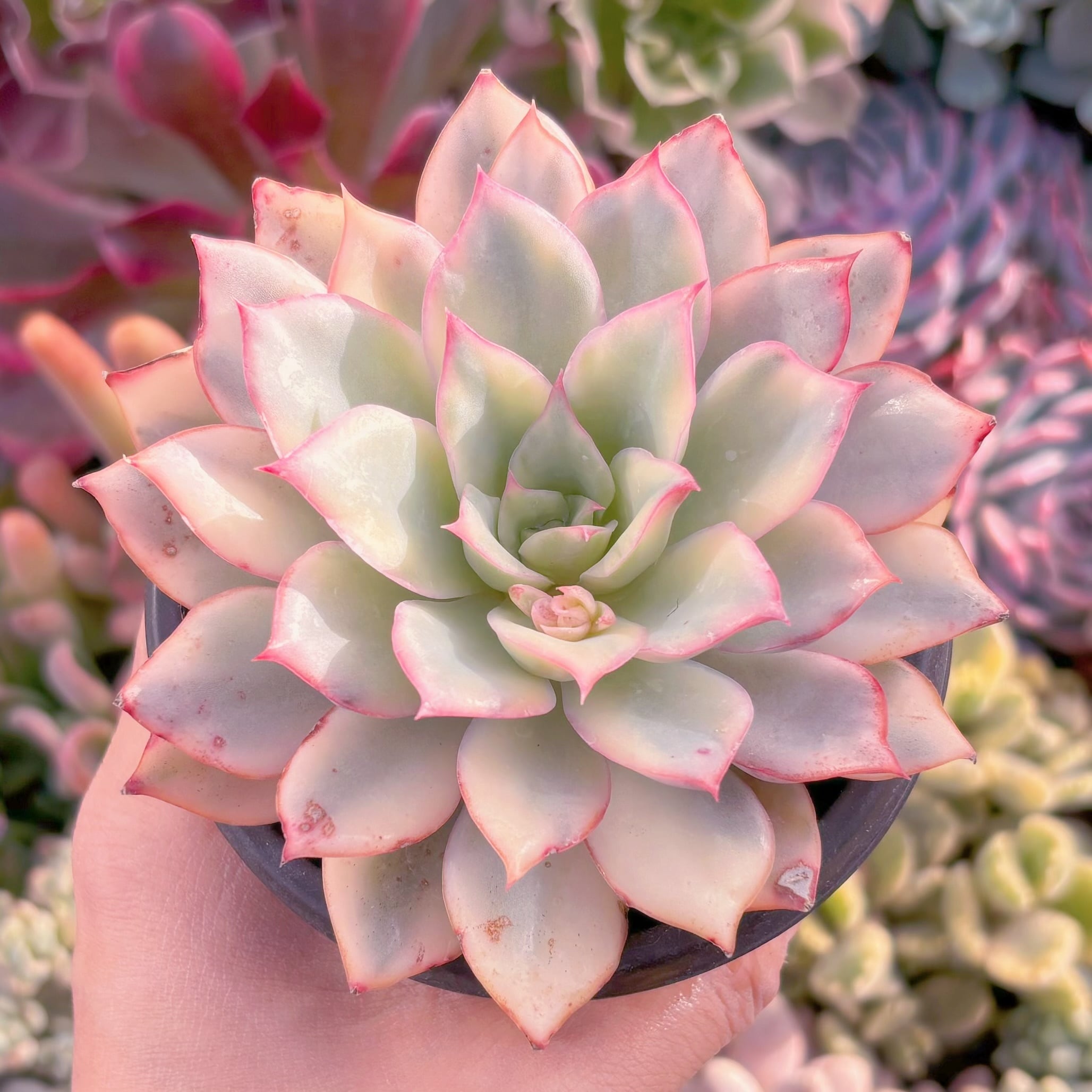 現品　月光女神錦#691　るる農園