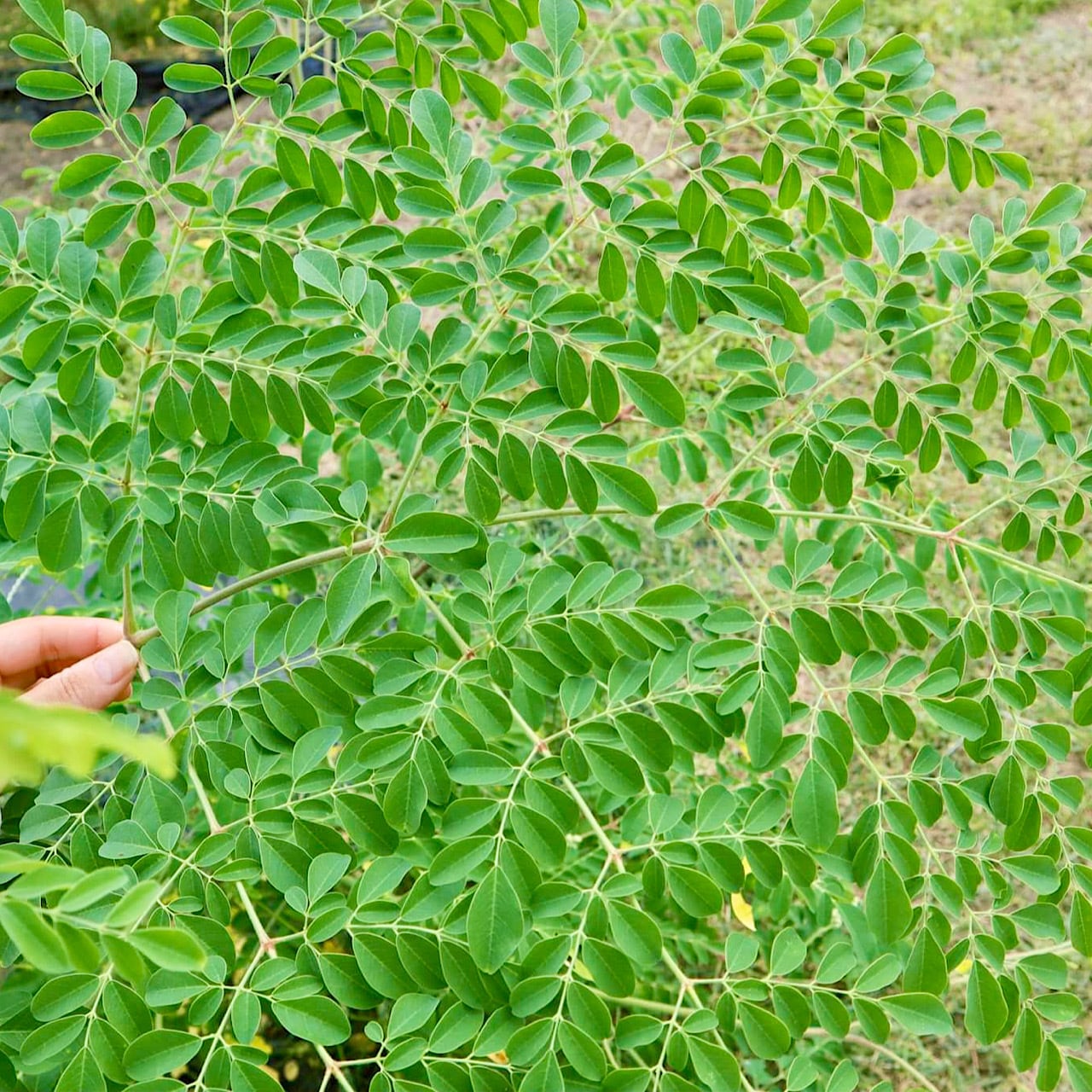 MITOYO MORINGA 香川県産ほうろく焙煎モリンガパウダー 70g MITOYO MORINGA 香川県産ほうろく焙煎モリンガパウダー 70g