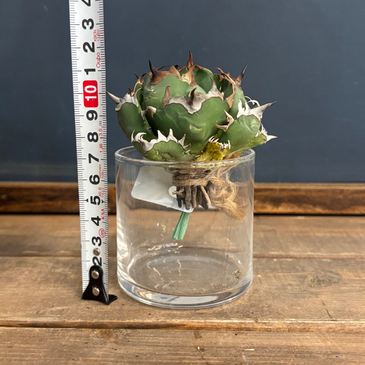 アガベ チタノタ ドワーフ【362】