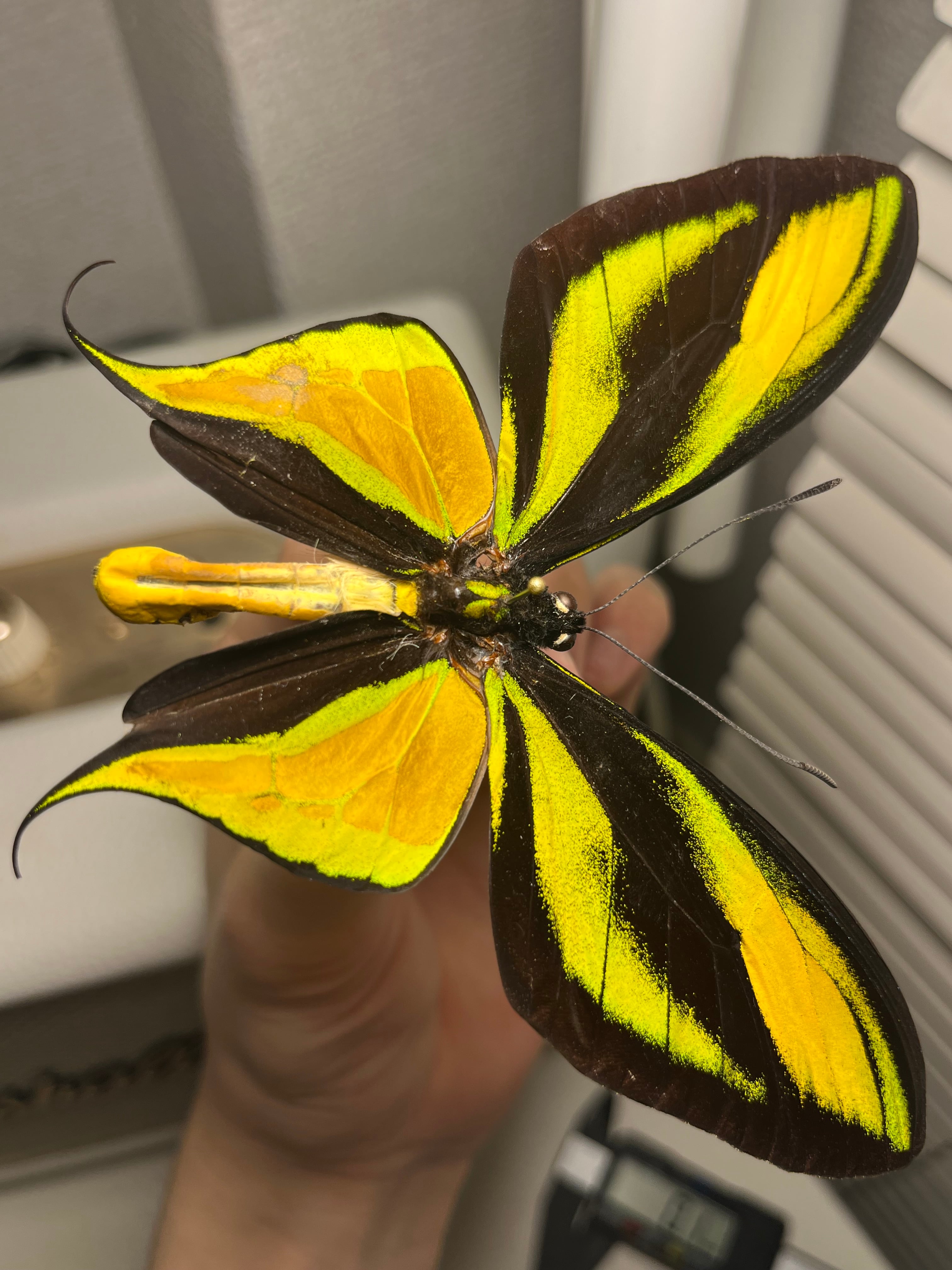 アグリアスクラウディナサルダナパルス♂ ミイロタテハ 蝶標本 甲虫