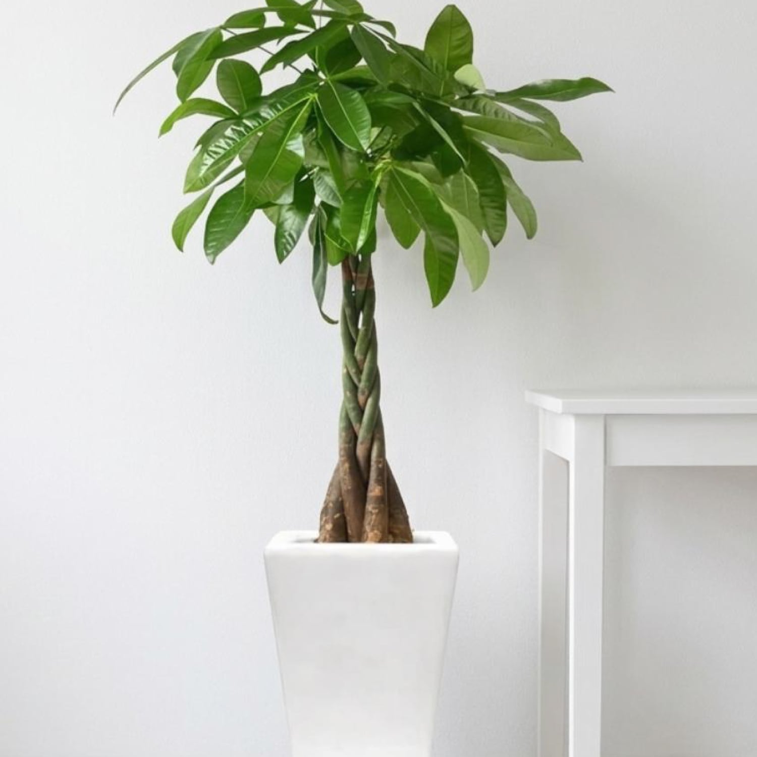 お洒落なねじりパキラ｜白陶器の縦型インテリア観葉植物 | インテリア