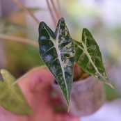 アロカシア バンビーノ イエロー / Alocasia bambino variegated 'Yellow'⑰ / 観葉植物