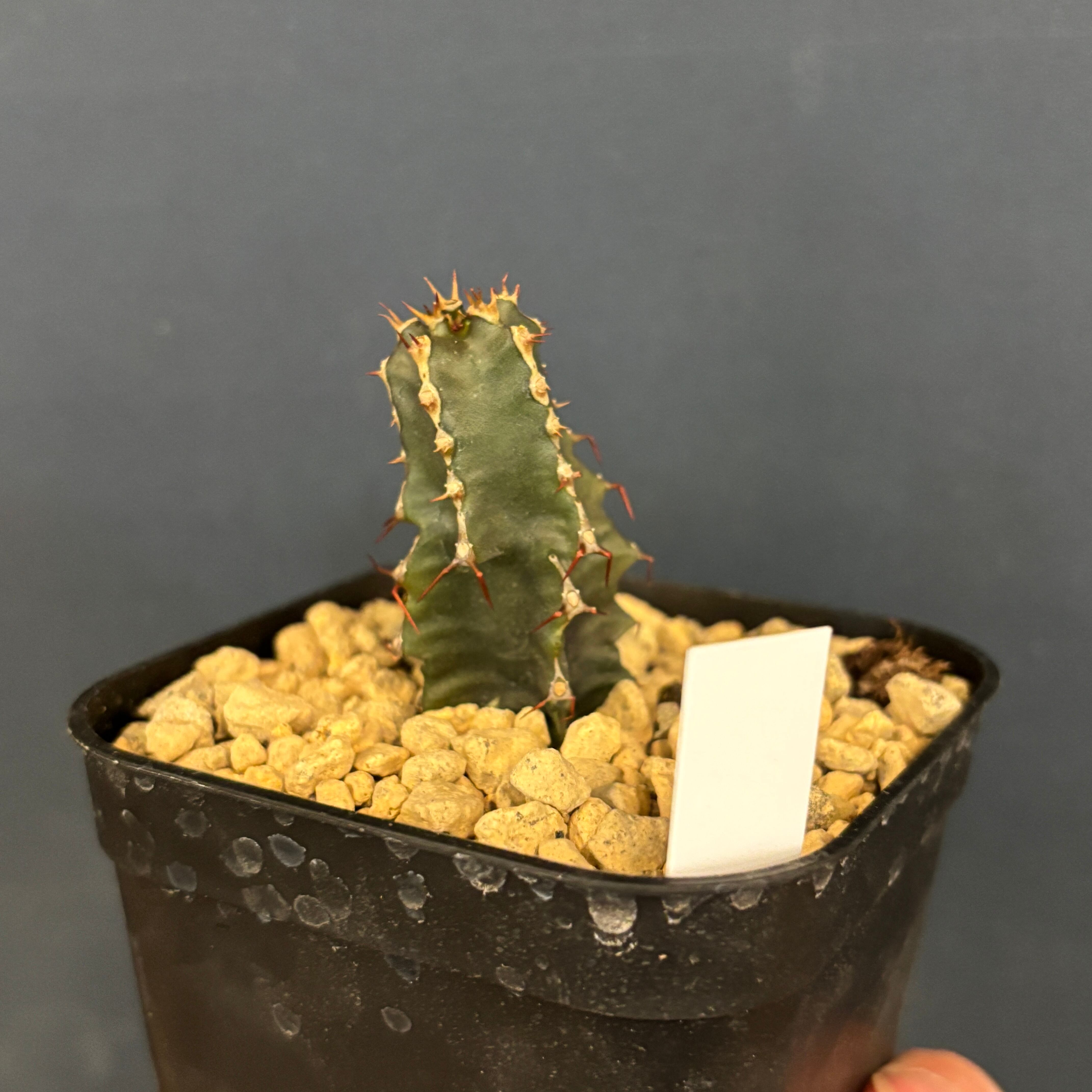 ユーフォルビア　ムランジーナ ユーフォルビア ムランジーナ | hanayoshi-botanical