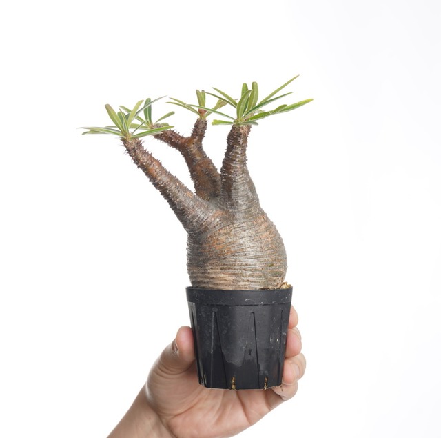 パキポディウム グラキリス no.8〈発根済み〉