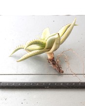 カット苗 アロエ ソマリエンシス オーレア錦？ 糊斑？ Aloe somaliensis 'Aurea Variegated'