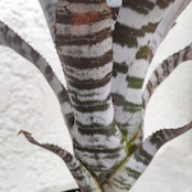 エクメア チャンティニー ブラックアイス タンクブロメリア / Aechmea chantinii 'Black Ice'