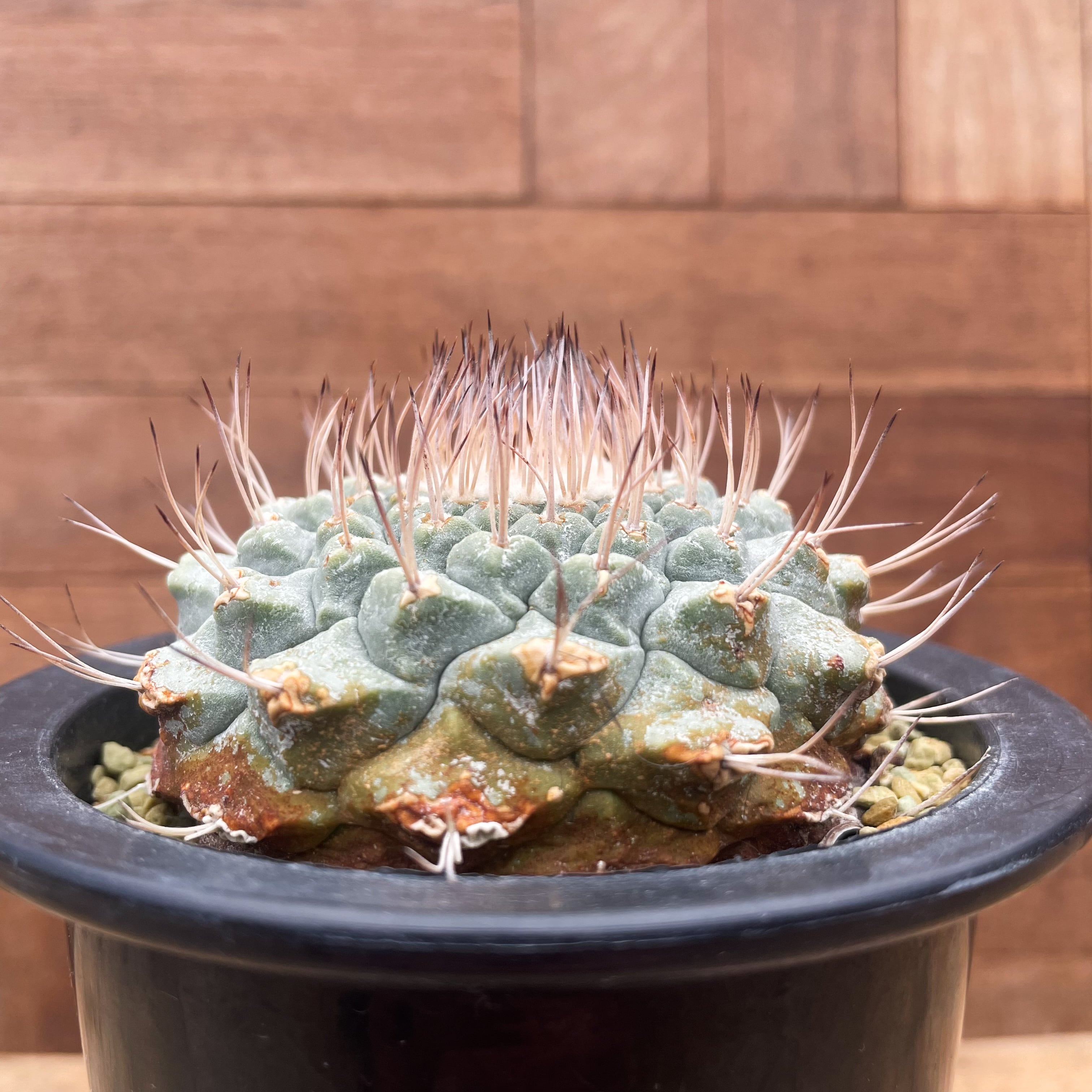 C-4サボテン 多肉植物 実生 菊水 Strombocactus disciformis ス 