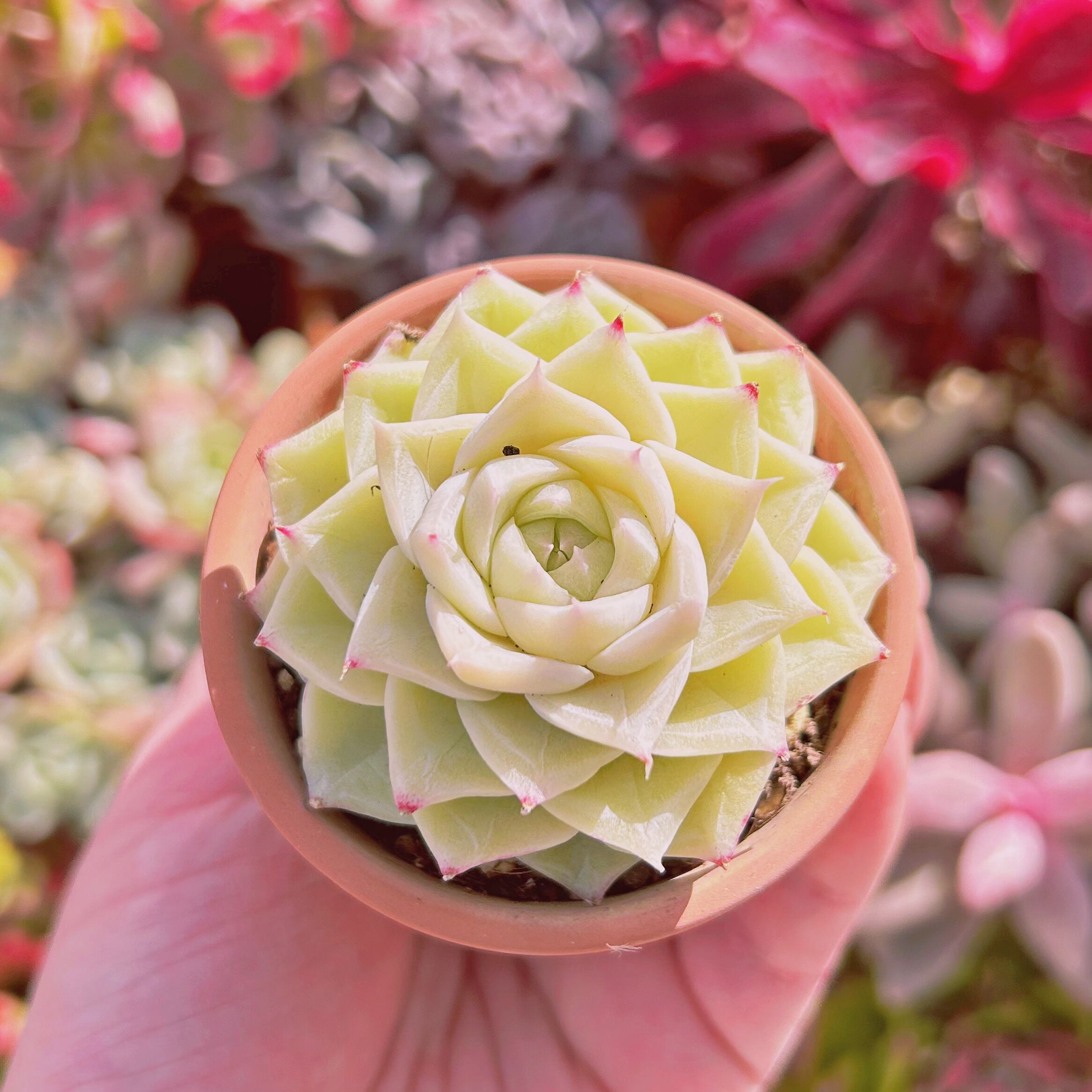 #567現物　多肉植物　Echeveria   ホワイトスワン