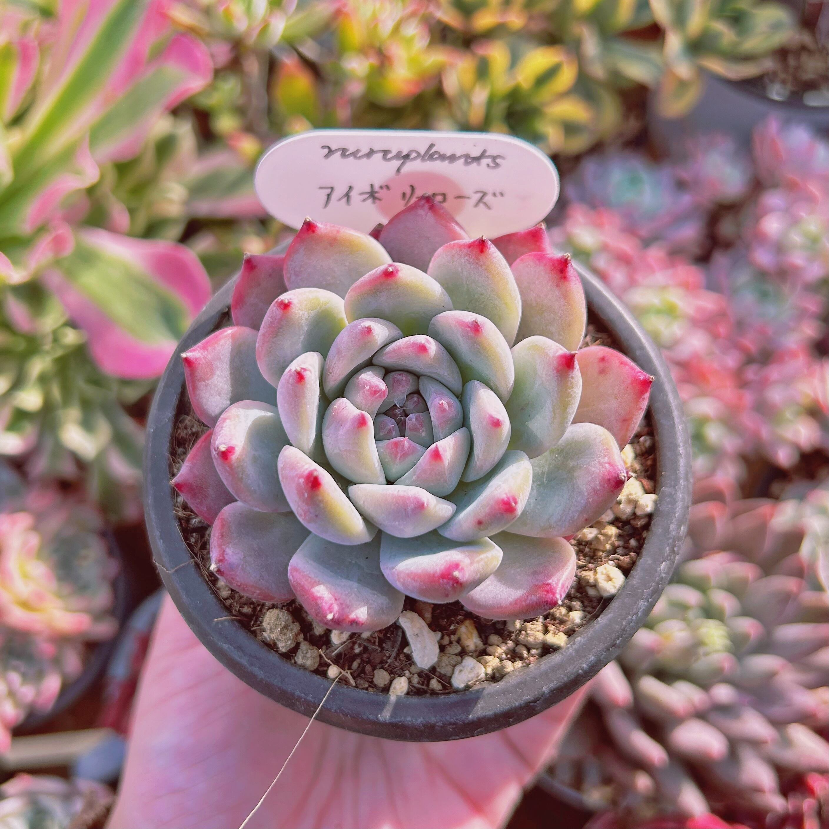 現物　多肉植物　アイボリーローズ　抜き苗