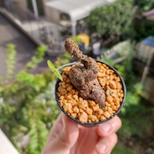 Stephania kaweesakii /ステファニア・カウィーサキ⑧ / 観葉植物<育て方・花言葉>
