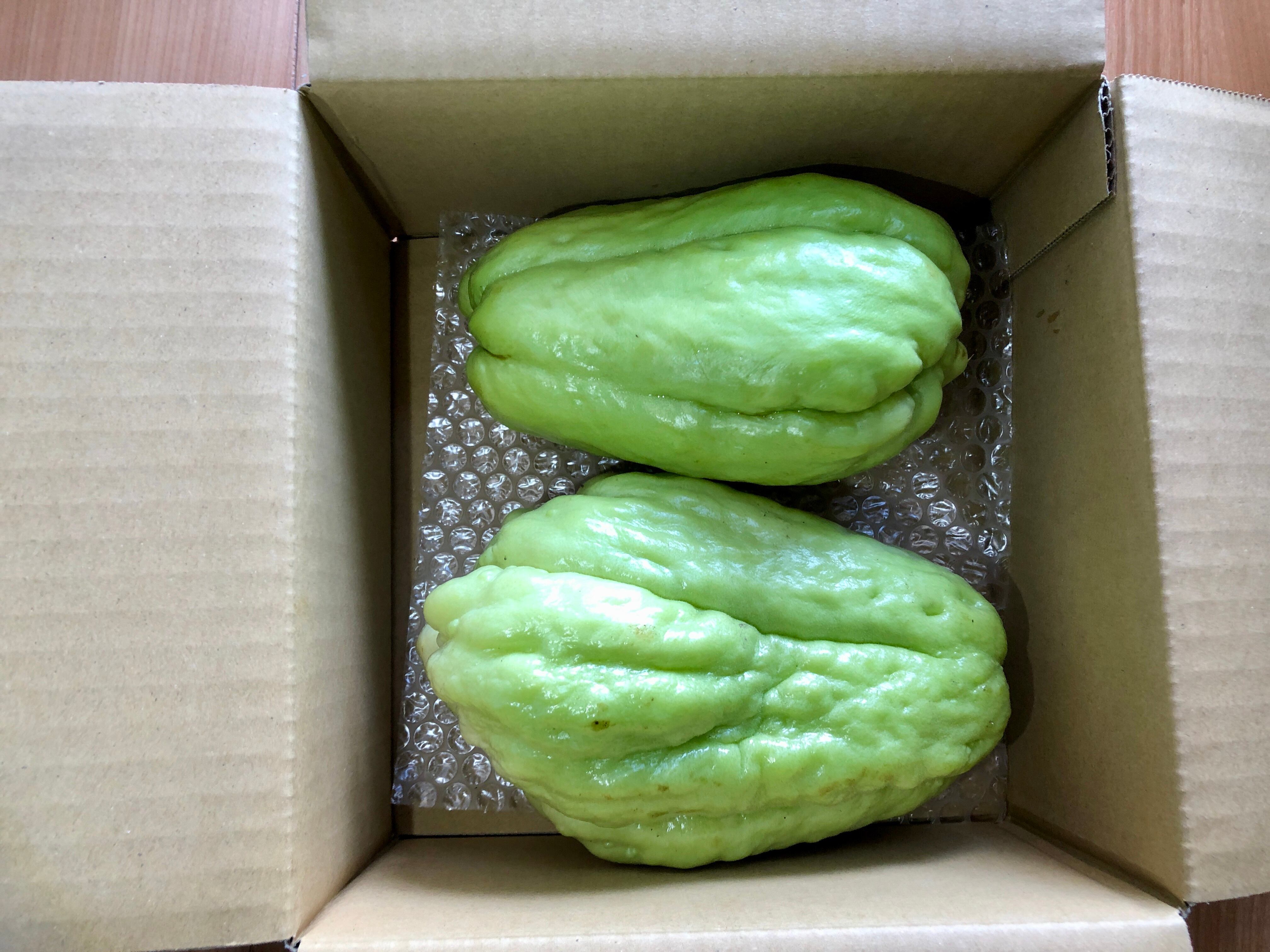 熊本県阿蘇郡西原村産 ハヤトウリ(緑種)(12〜14個入り 約4kg