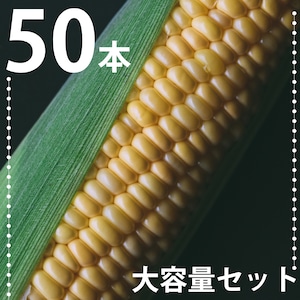 【飲食店・企業さま向け】大容量セット「八ヶ岳生とうもろこし」50本