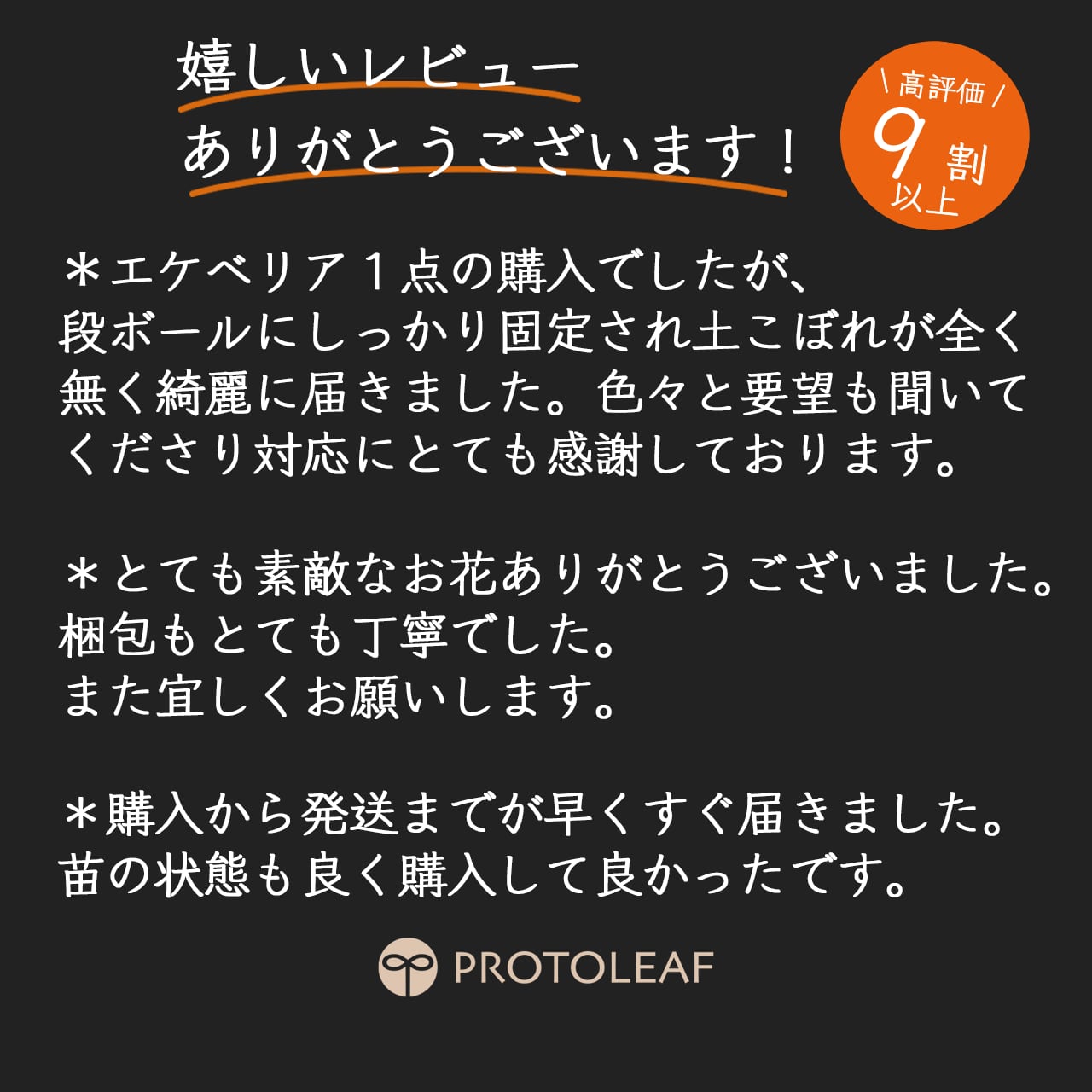 アロエ TCT ハイブリッド【546】 | PROTOLEAF プロトリーフ アロエ TCT ハイブリッド【546】 | PROTOLEAF プロトリーフ
