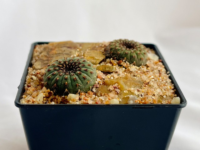 Frailea castanea　フライレア　士童　サボテン