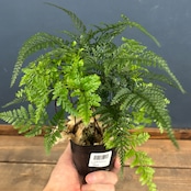 トキワシノブ【514】