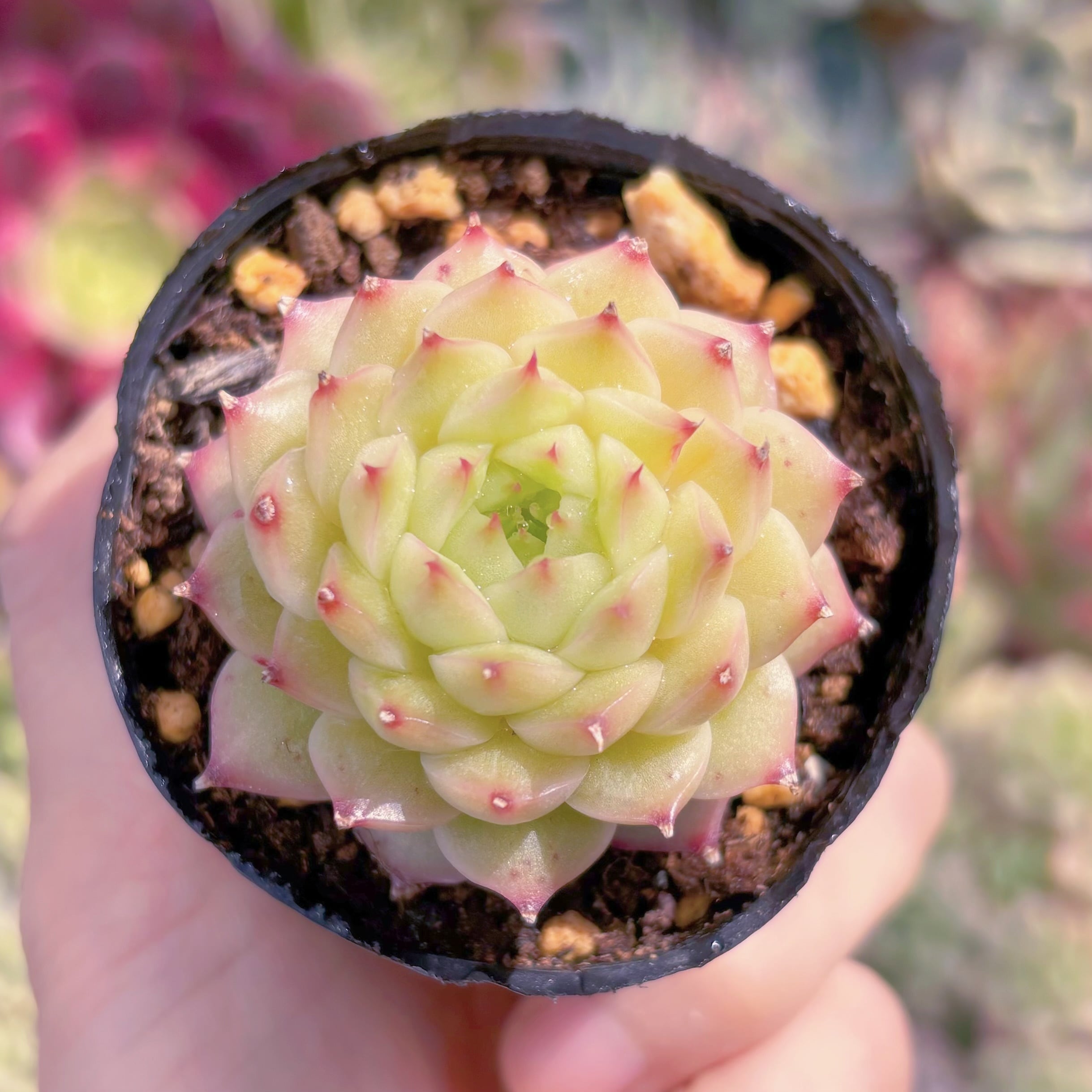 現品　松の実#B50　るる農園