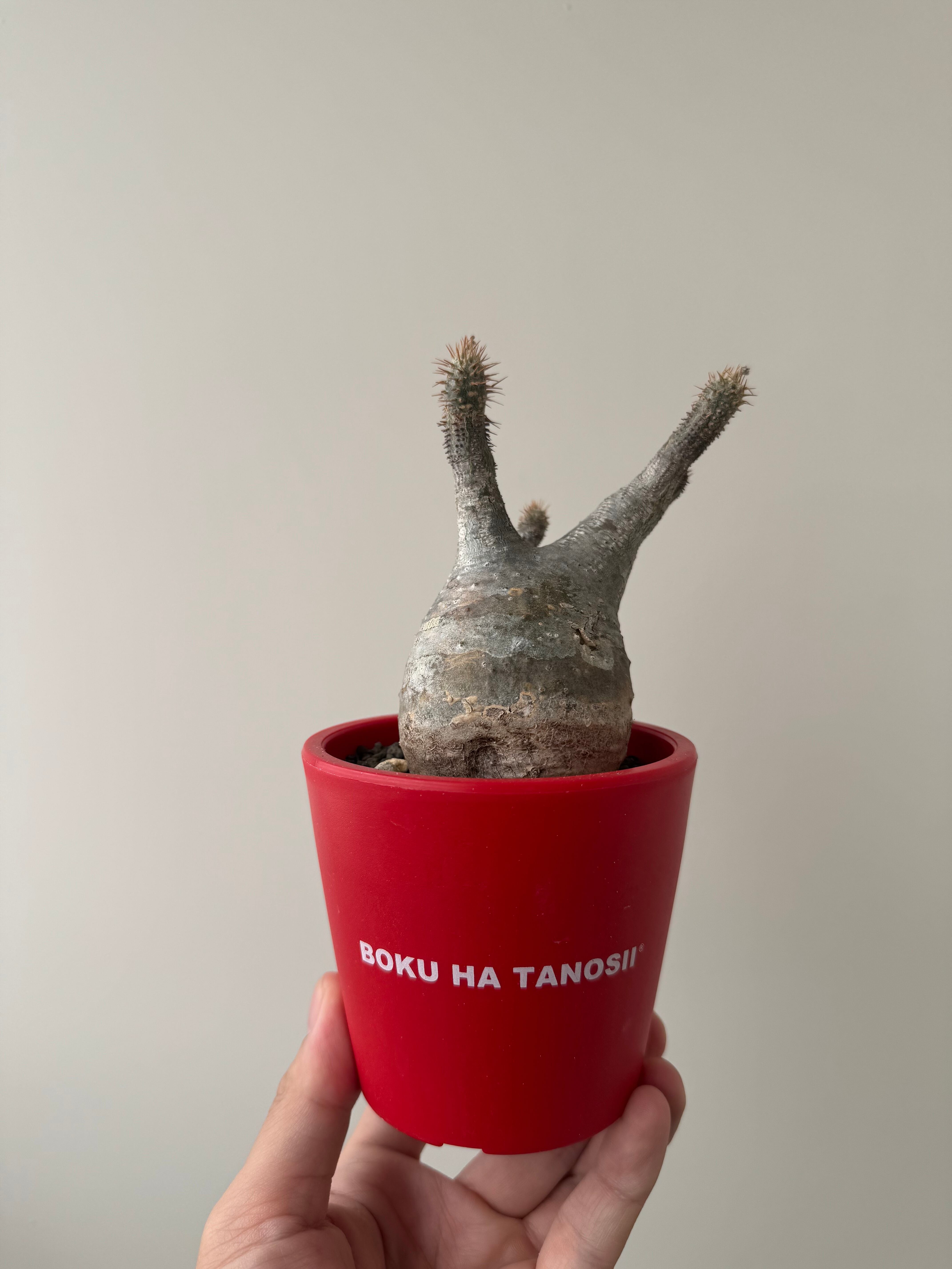 【新着】Pachypodium Gracilius × ボクタノ鉢 【現地球】パキポディウム グラキリス 象牙宮