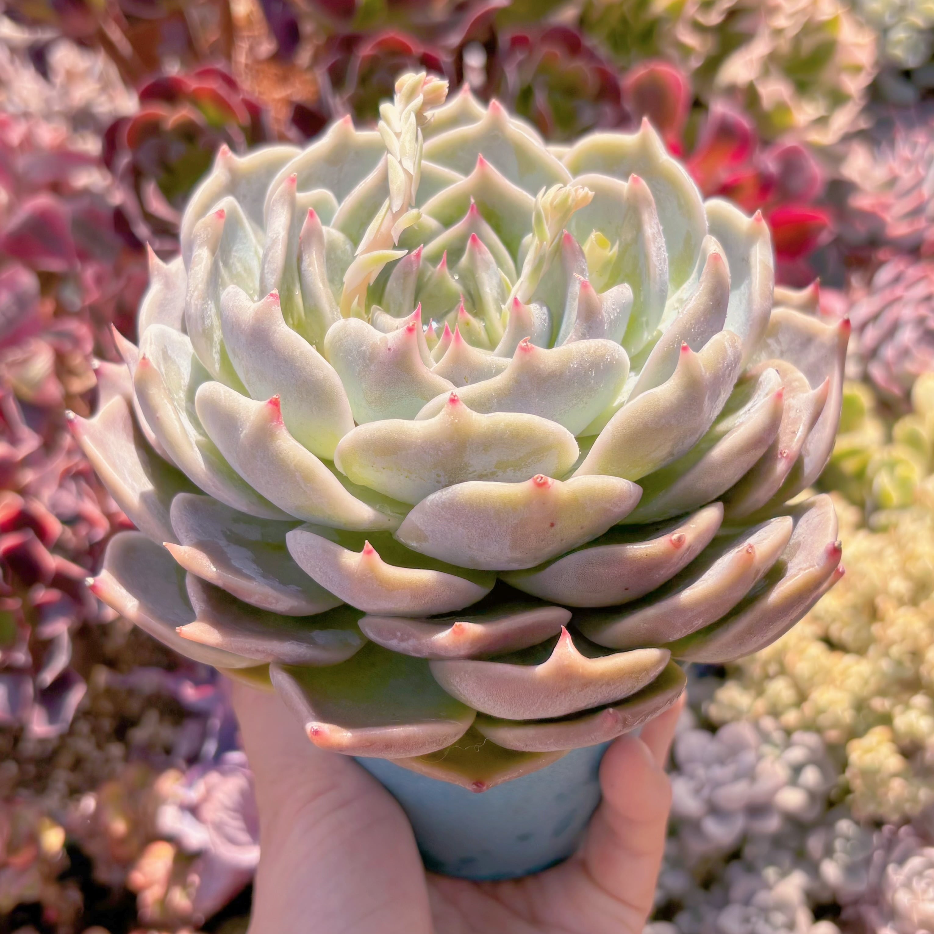 多肉植物 ピカチュウ 大苗 新入荷 るる農園 | るる農園~多肉植物専門