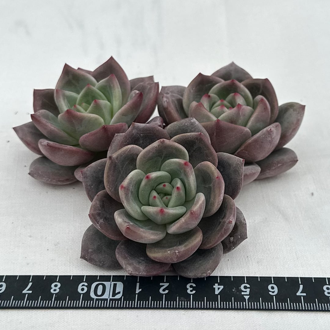 ムーンエリア 多肉植物 韓国苗 | REONA Succulents