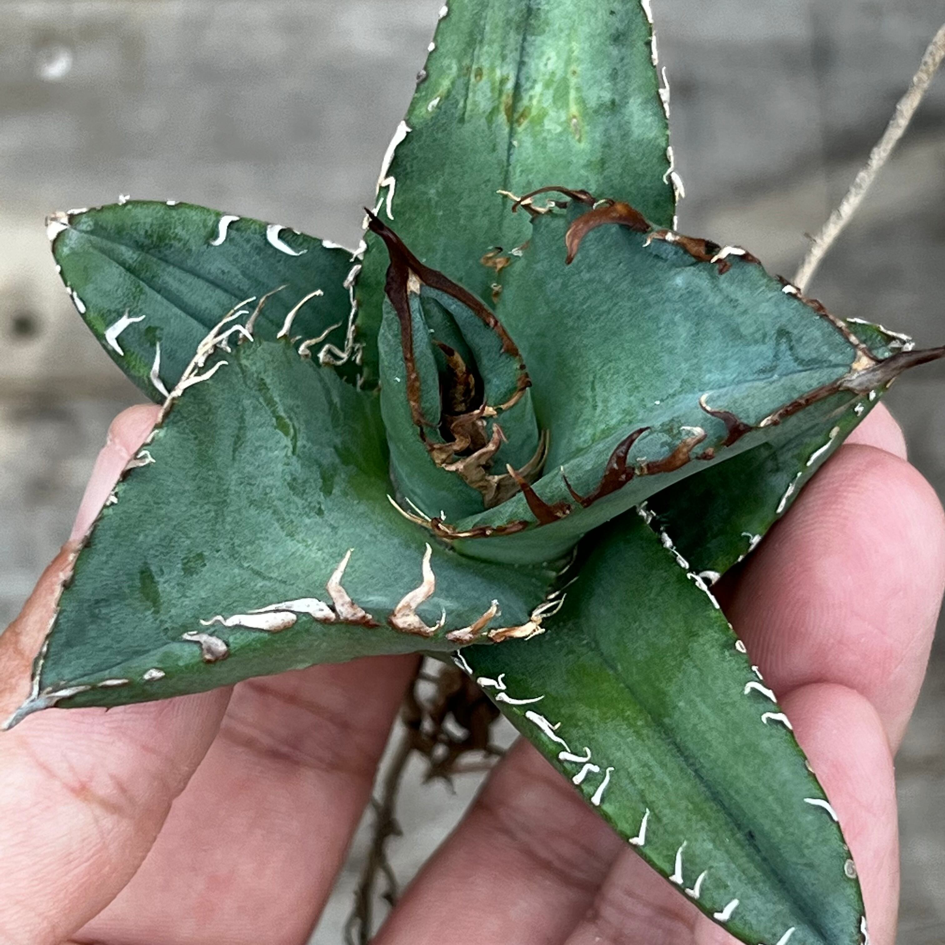 アガベEUゴジラ （28. Agave titanota EU GODZILLA | KOBE AGAVE SHOP）