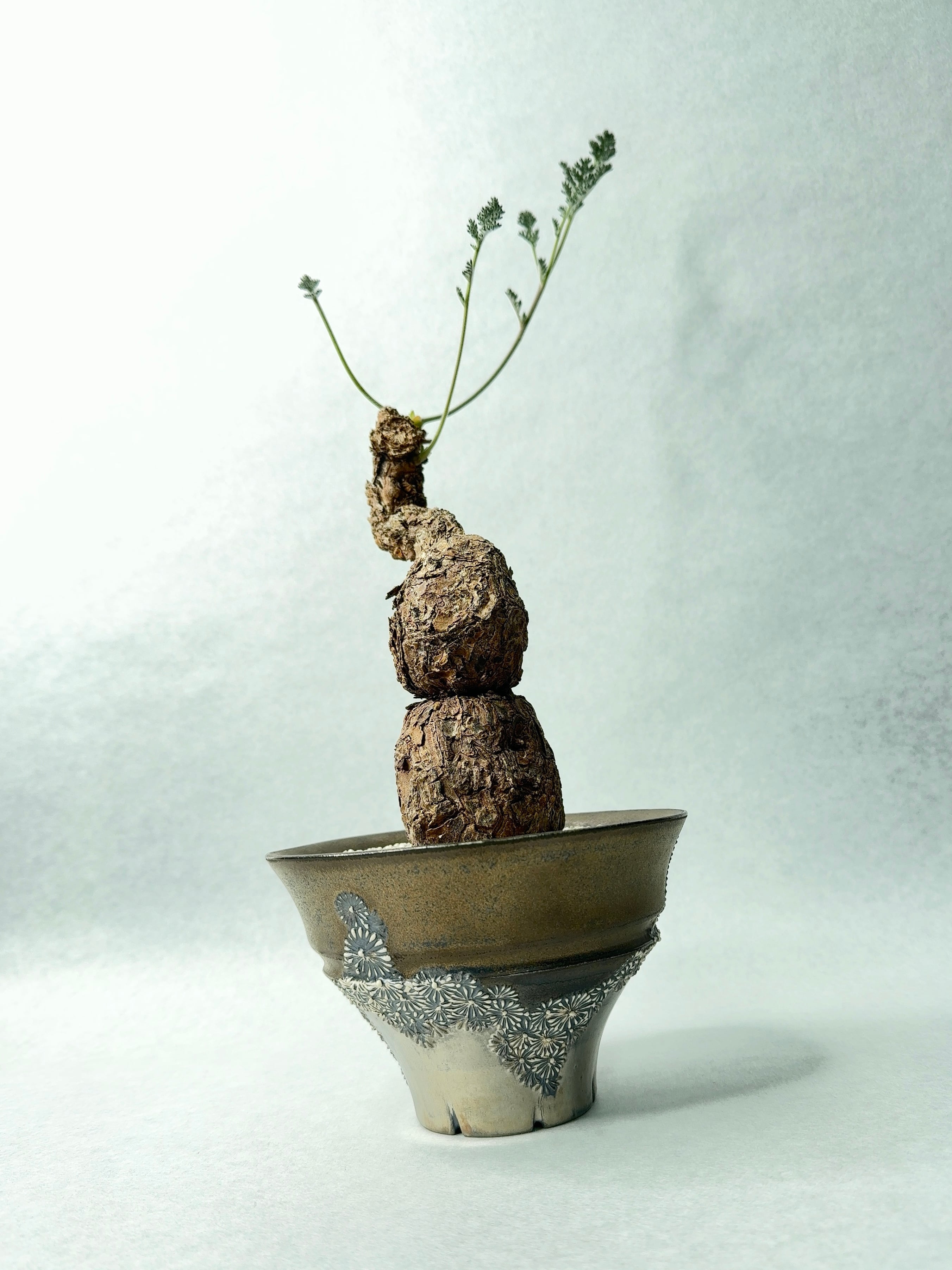 キンモコウ　タカワラビ タカワラビ・キンモウコウ | trigger