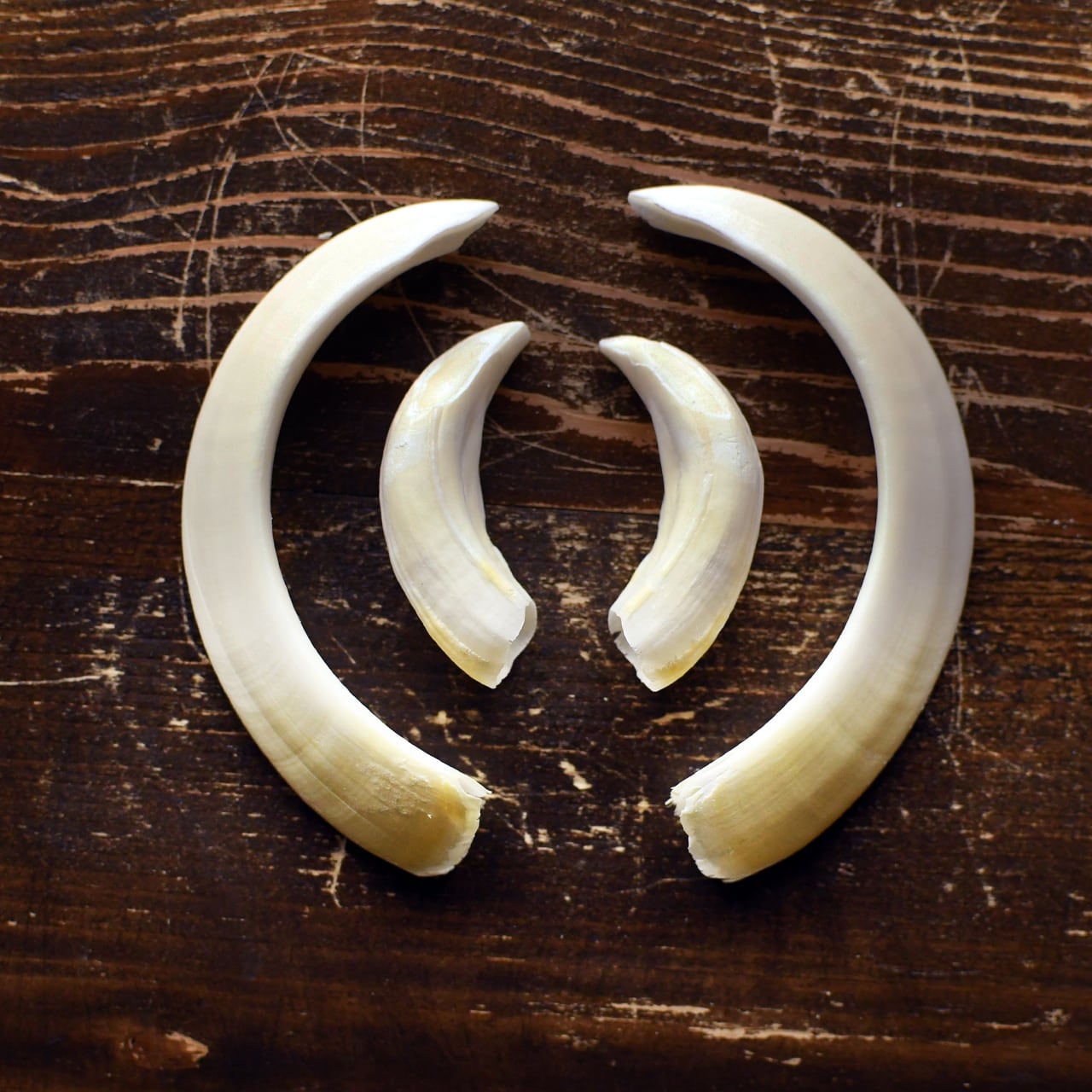 イノシシの牙（上下・最長約7.8cm） | ほねとはね ONLINE SHOP