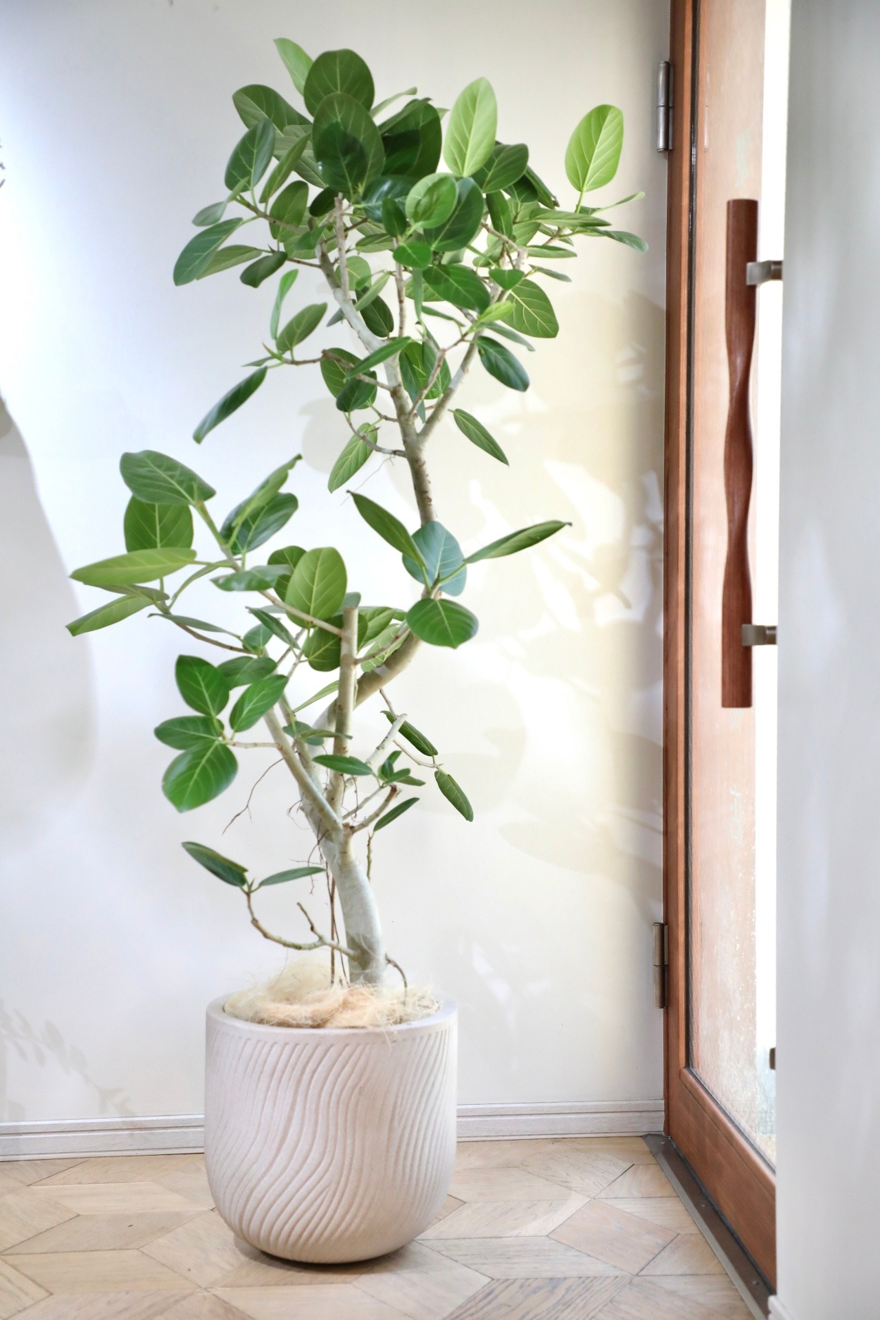 【L/160cm】【渋谷区周辺エリア/配送料無料】フィカス ベンガレンシス/Ficus benghalensis ※陶器鉢カバー別