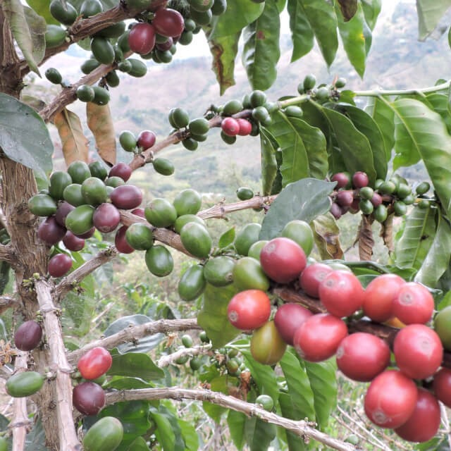 ◾️コロンビア　エル・グアモ　ジャスミン・オルドネス　１５０g