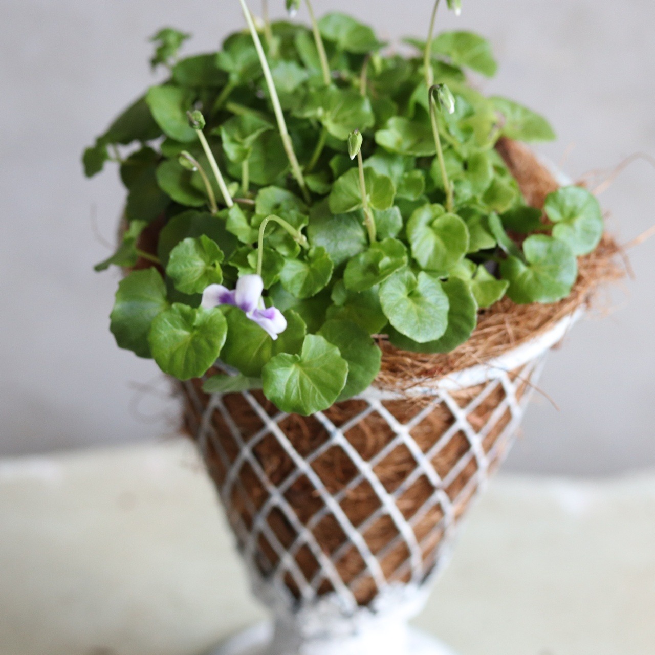 ブリキ植木鉢 　マイユヴェールW　アンティーク調　シャビーシック　オシャレ　M902