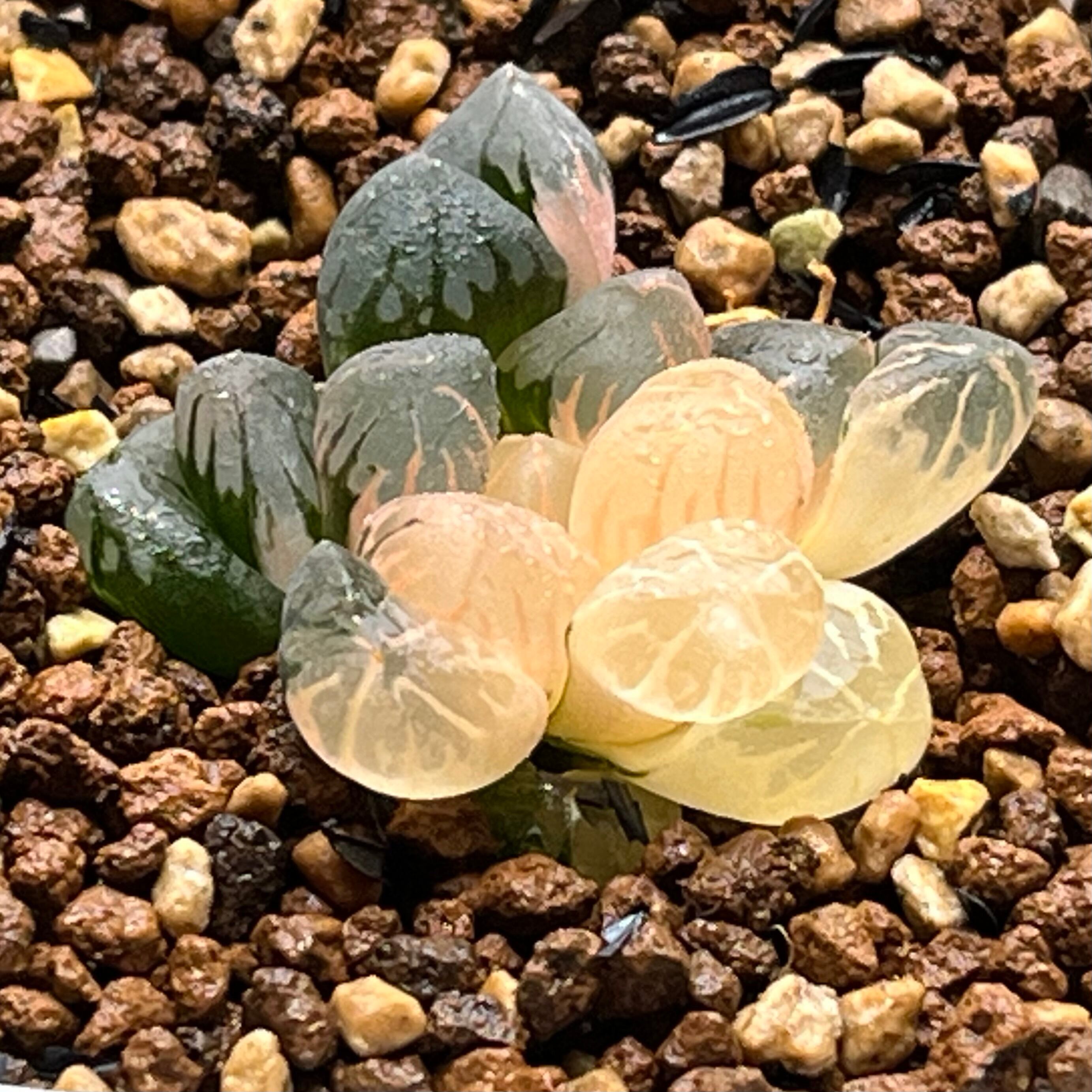 ハオルチア 白帝城錦 糊斑 | mocono_plants