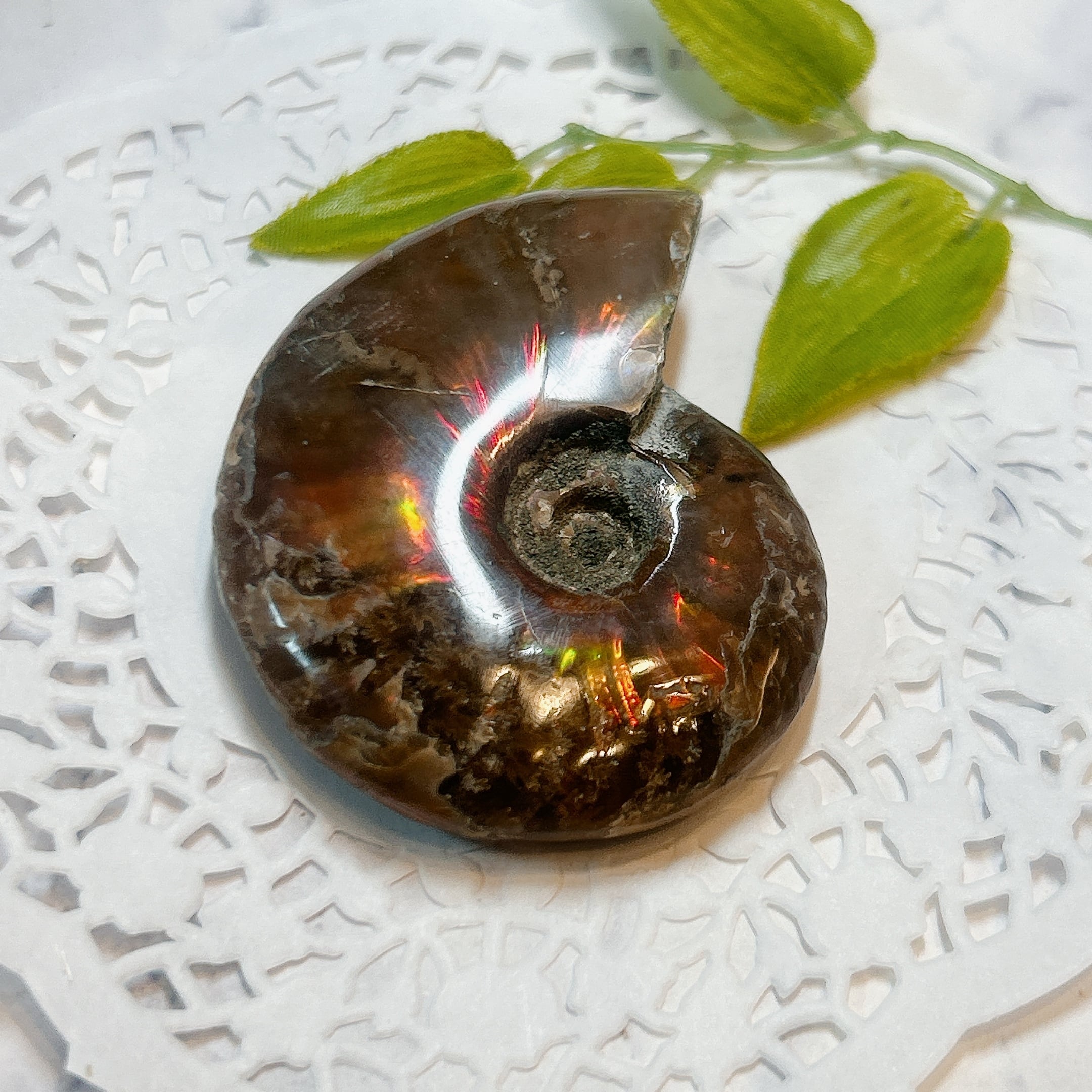 【アンモナイト化石】 SCIENCE 化石標本 Ammonite Red Iridescent「アンモナイト・レッドの