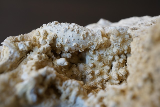 ポーランド産サンゴ化石 Stylina subornata 1768