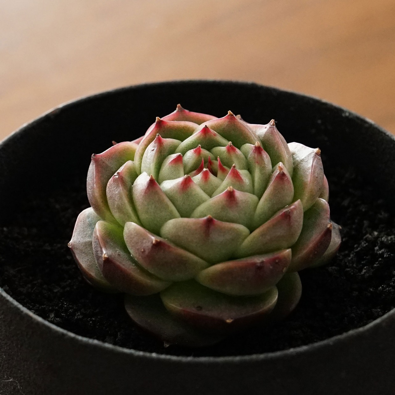 発根済カット苗 ファイヤーキリン（麒麟火） Echeveria 'Kirin Fire'