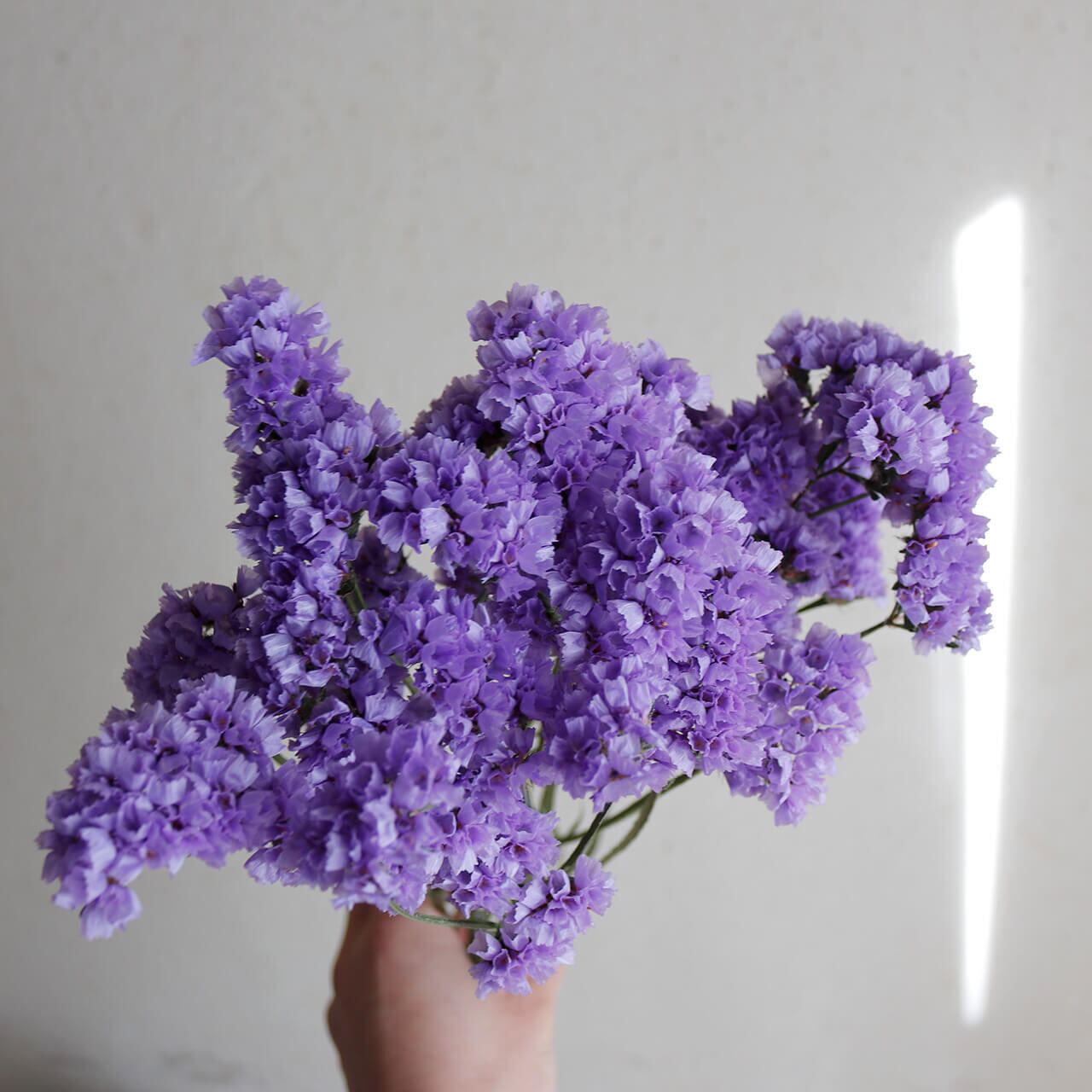 【ドライフラワー】 スターチス パープル * 北海道産 紫 かわいい きれいめ 花材 リース 手作り 国産 材料 素材 ナチュラル インテリア ハンドメイド ハロウィン 敬老の日