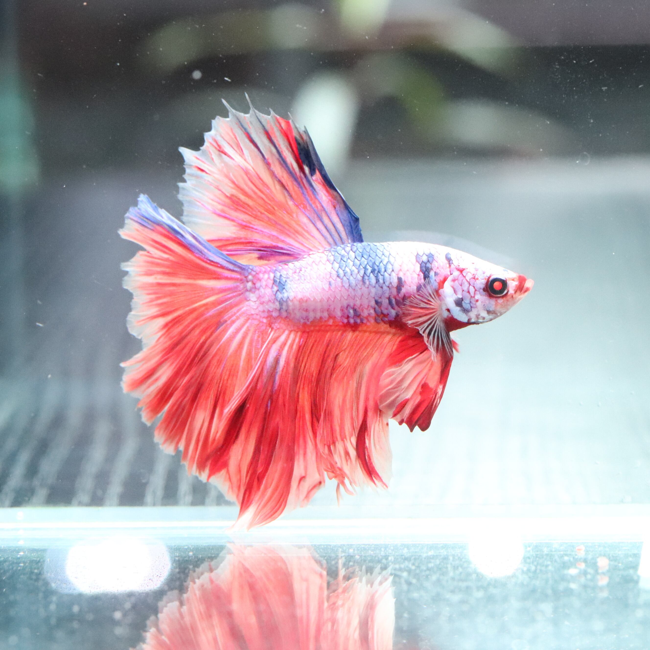 LEDSTAR 水槽 ライト 45㎝ model-S RGBW球 | aquarium shop earth