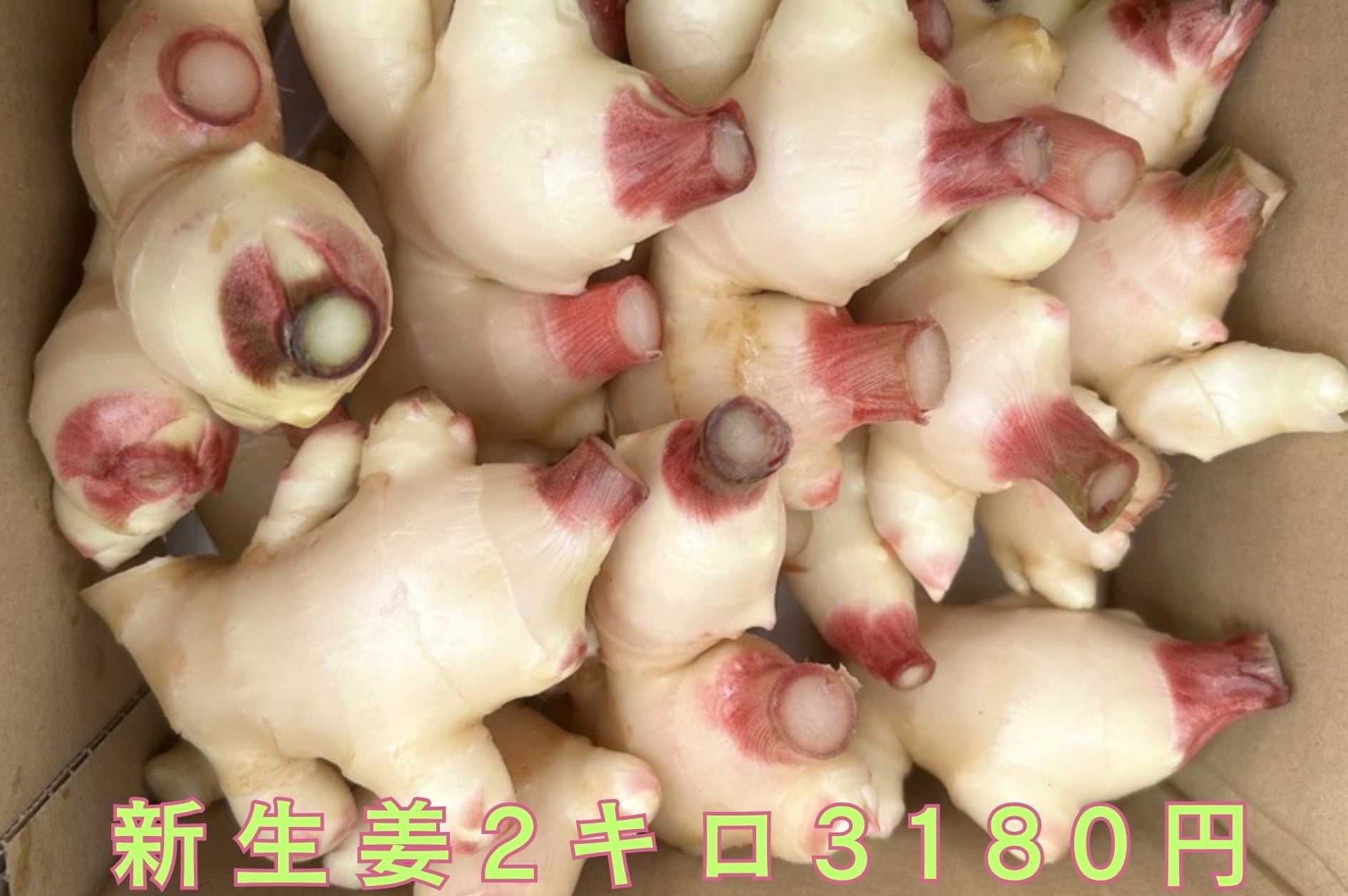 新しょうが 通販｜高知の清流！四万十川沿い新生姜ハウス「矢間生姜