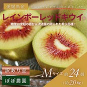 ＜10月下旬より順次発送＞【訳あり】【産地直送】レインボーレッドキウイ　Mサイズ 約24個(約2.0Kg)