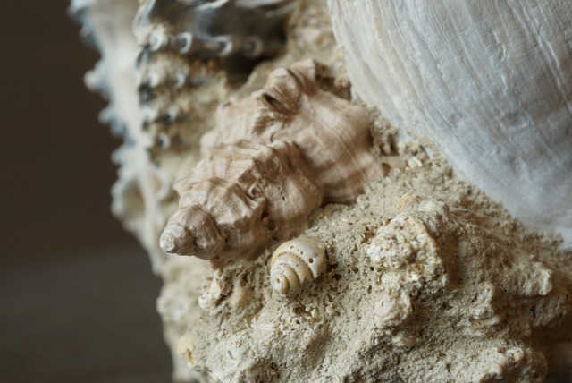 フランス産ホラガイ/エゾバイ化石 Gastropod Fossil 1347