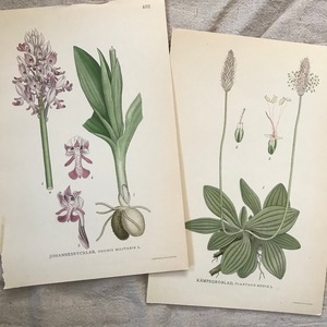 植物の紙セット13