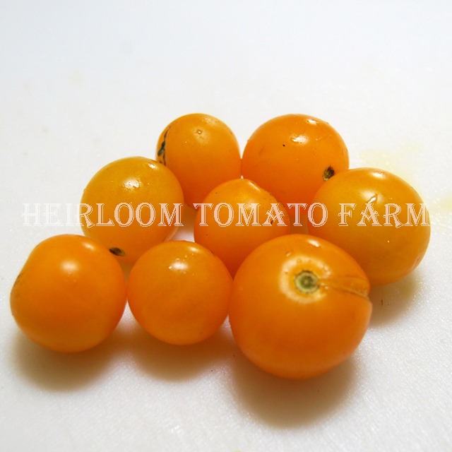 Heirloom Tomato® Egg Yolk エアルーム・トマト・エッグ・ヨーク Heirloom Tomato Farm