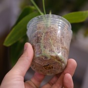アンスリウム ワロクアーナム / Anthurium Warocqueanum㉕ / 観葉植物<育て方・花言葉>