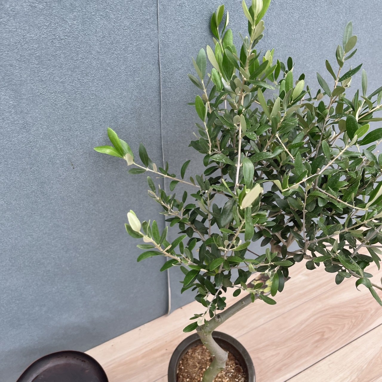 現品］E 創樹 オリーブ ルッカ 6号 観葉植物 屋外 オリーブの木