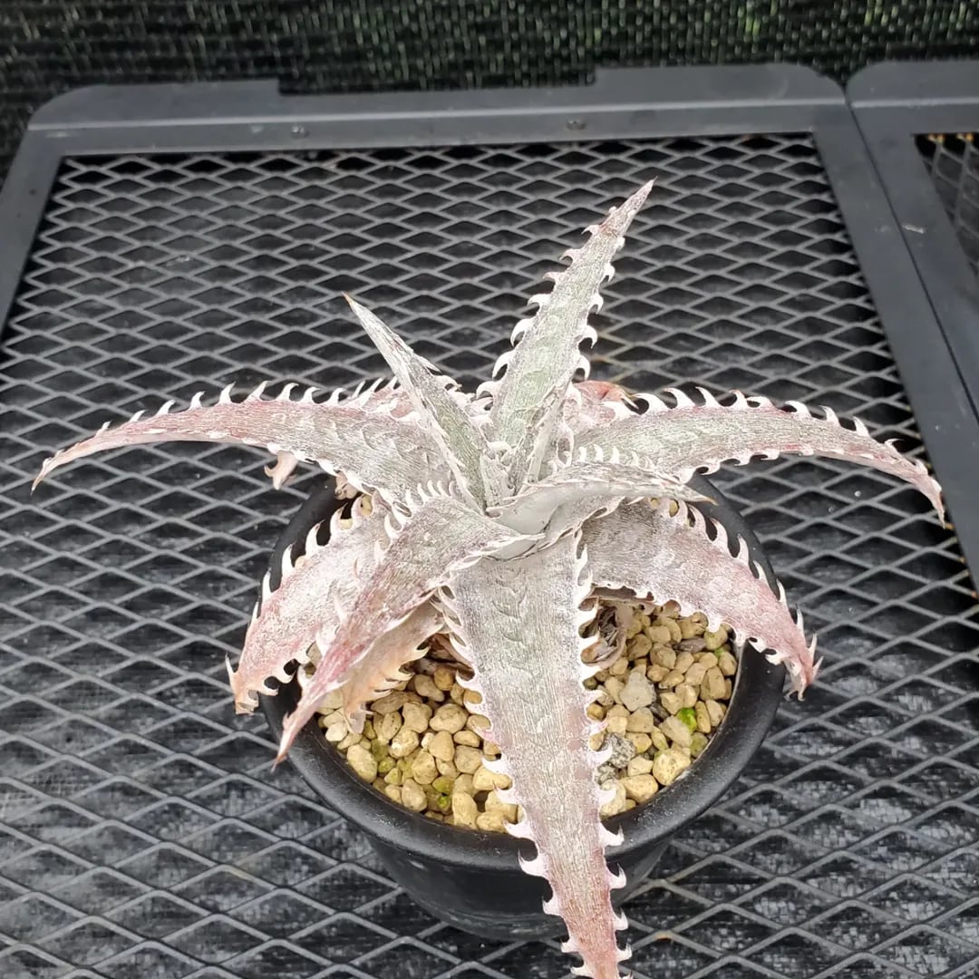Otto氏ハイブリッド | レアプランツ通販サイトPlants Maniax（プランツ