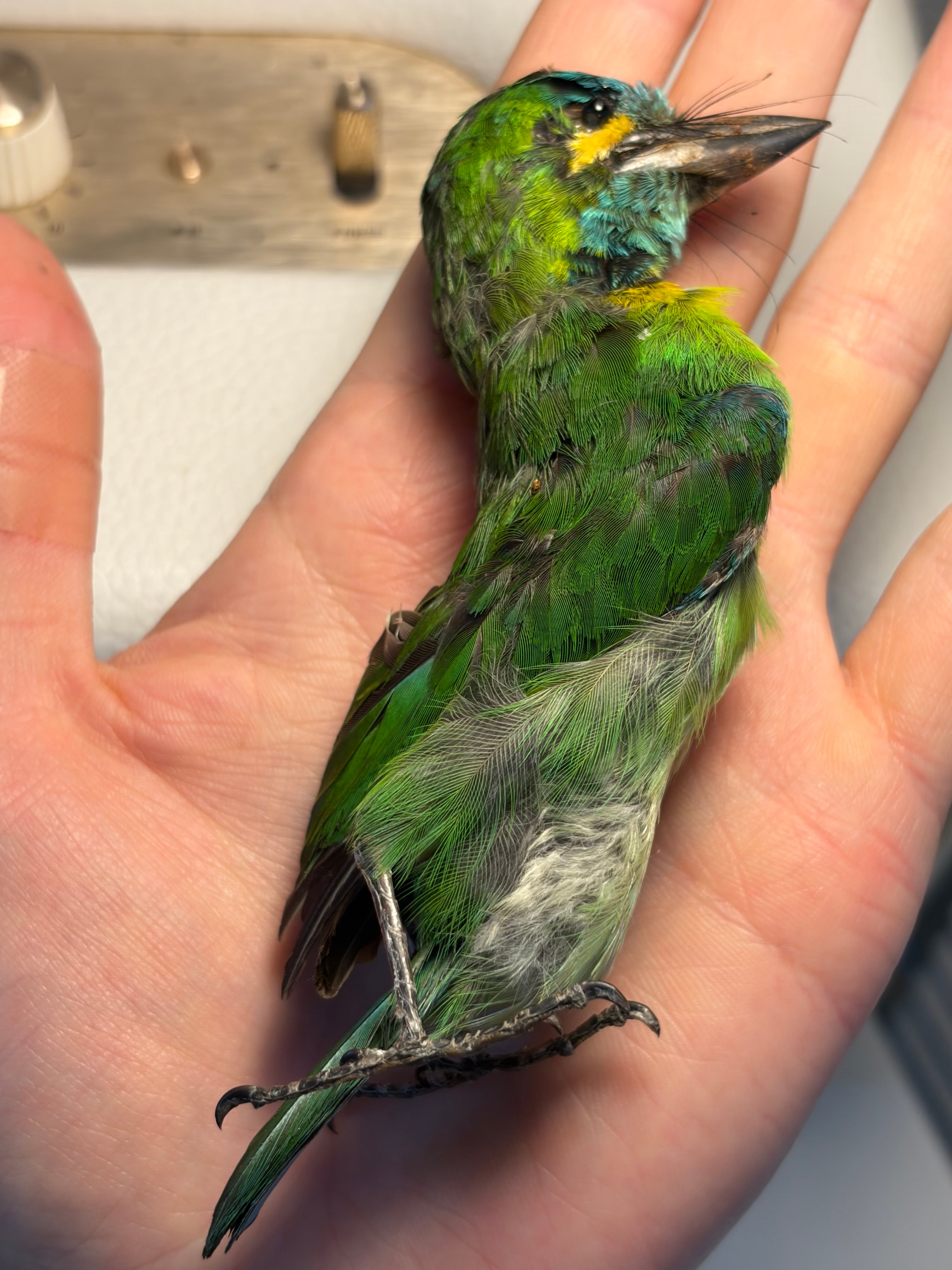 【鳥剥製】アオミミゴシキドリ yellow-eared barbet 標本 鳥剥製】アオミミゴシキドリ yellow-eared barbet Psilopogon