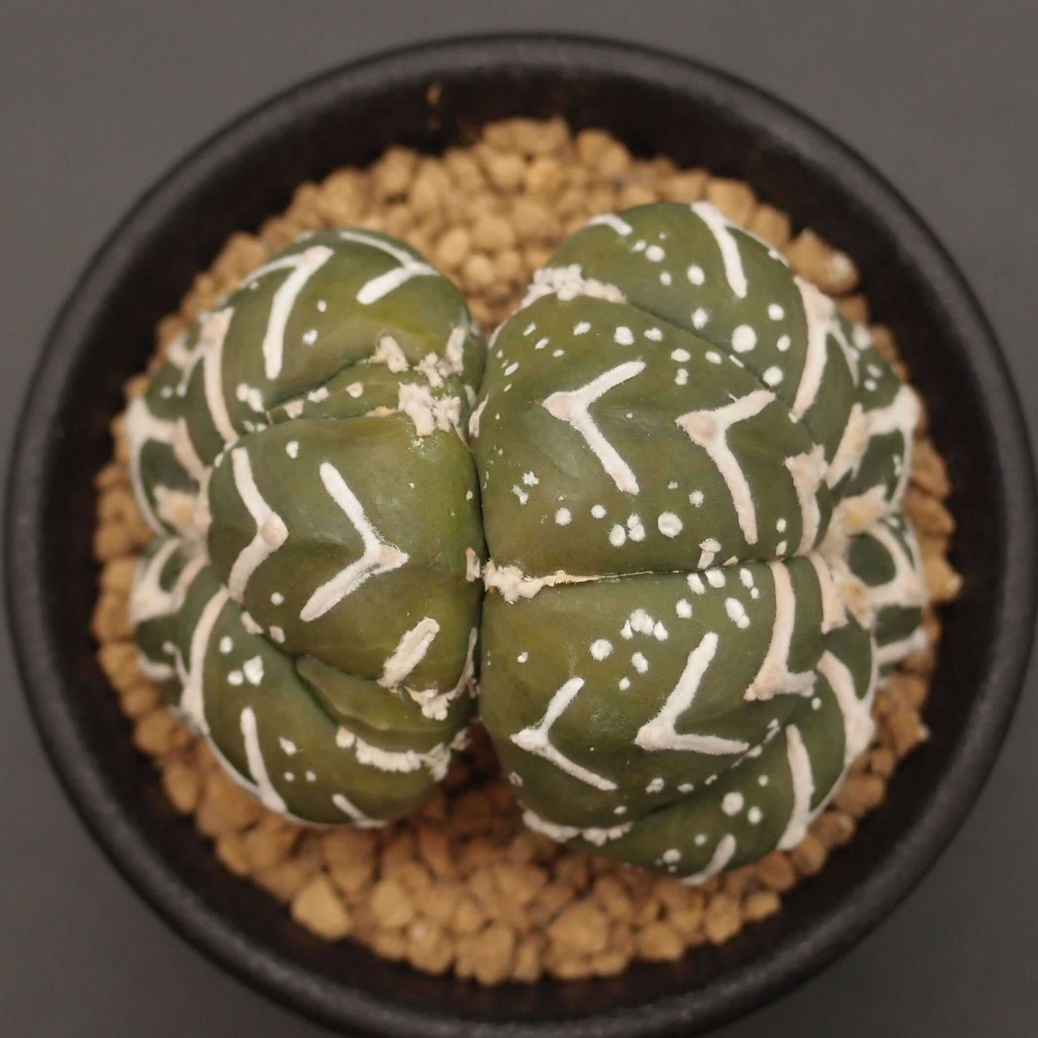 V-type 兜 (2510-V06)：アストロフィツム属 ※実生 | 万緑 BAN RYOKU