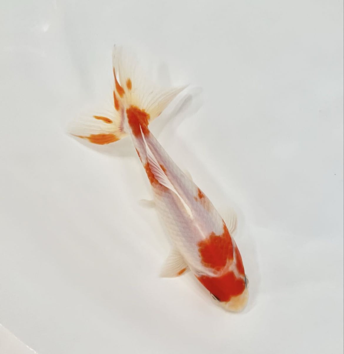 東川養魚場産 桜銀鱗和金 極上発色 約15cm 即決美魚 和金 金魚 長物金魚 桜和金 三つ尾