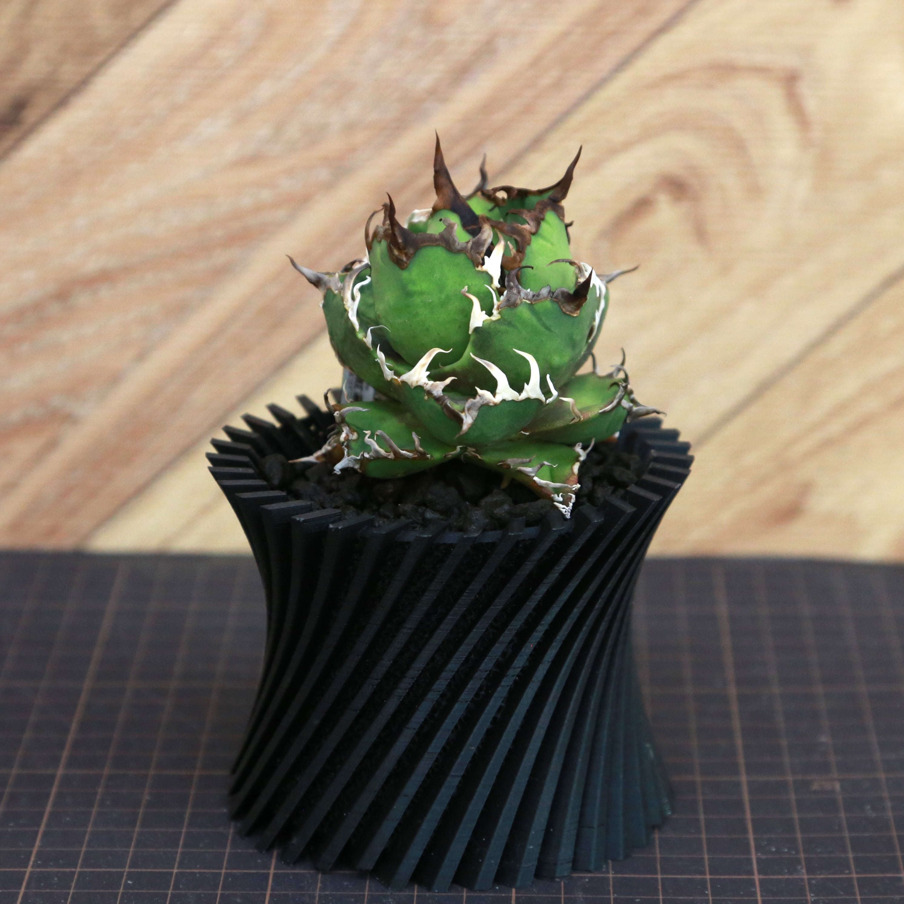 Agave Titanota Super Red Catweezle アガベ チタノタ スーパーレッド